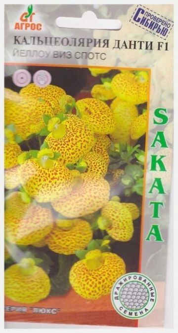 Кальцеолярия Данти бронз