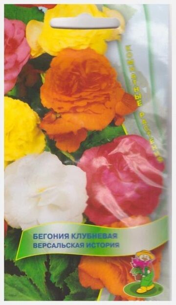 Поиск Бегония Версальская история клубневая (Код: 6484)