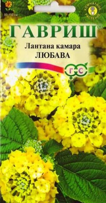 Гавриш Лантана Камара Любава (Код: 9264)