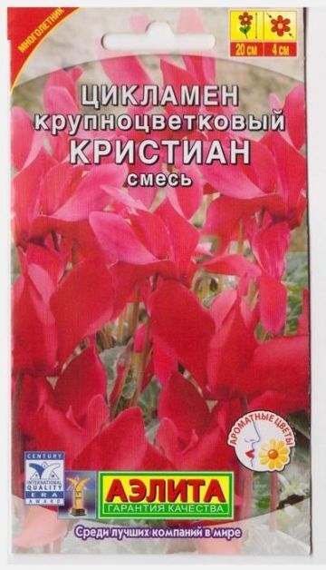 Цикламен персидский Кристиан