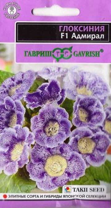 Гавриш Глоксиния Адмирал (Код: 85672)