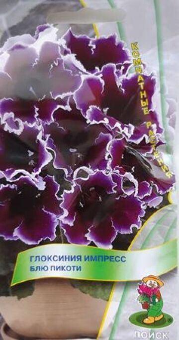 Поиск Глоксиния Импресс Блю Пикоти (Код: 84345)