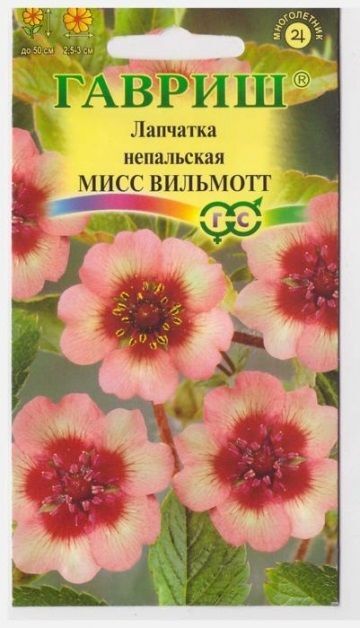 Гавриш Лапчатка Мисс Виллмонтт непальская (Код: 10475)