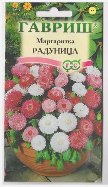 Маргаритка Тассо Стробери энд Крим