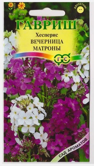 Флокс Хесперис Матрона