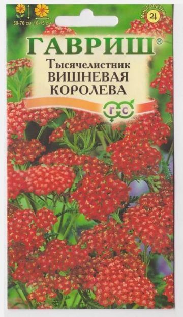 Гавриш Тысячелистник Вишневая королева (Код: 7893)