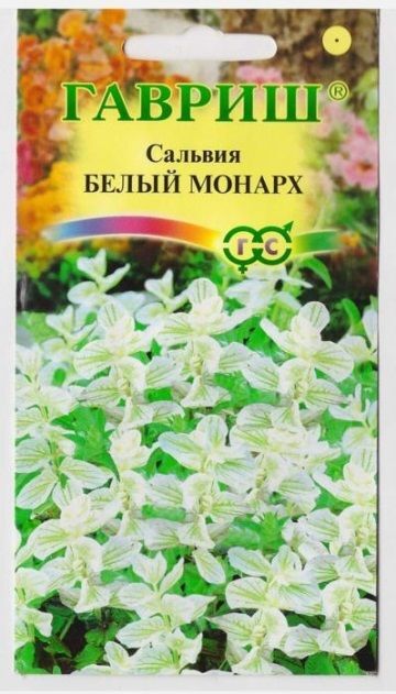 Сальвия Мальва