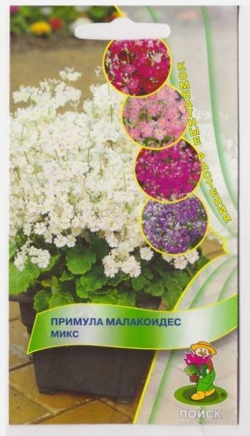 Поиск Примула малакоидес Микс (Код: 13516)