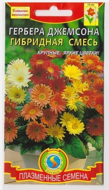 Гербера Джемсона гибрид