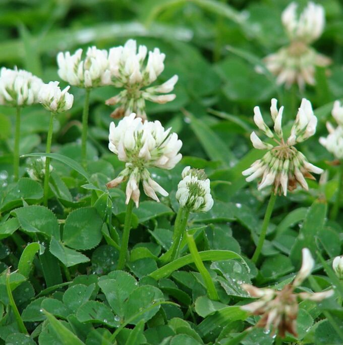 Купить клевер белый ползучий семена. Клевера Trifolium repens. Клевер белый ползучий.