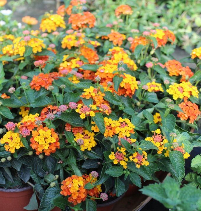 Mozelle Lantana Lantana, Lantana plant, Lantana flower