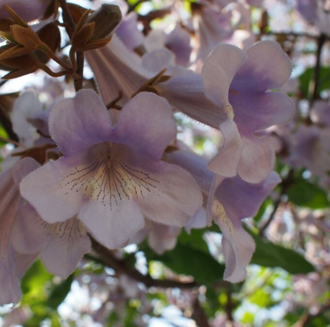 Royal Empress Tree Paulownia Elongata flowering tree wood bonsai seed 10 seeds e