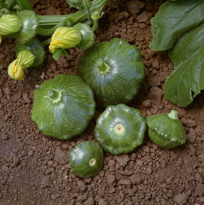 тыква бахчевая культура. тыква крупноплодная улыбка. селекционер скрестил растения тыквы. эпистаз скрещивание. тыква купчиха.