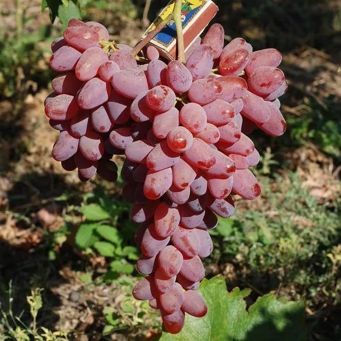 Виноград гибрид