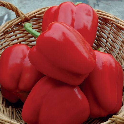 искусственный красные перцы. перец красная лопата. перец лапоть. перец красные сапожки. перец княжич f1.
