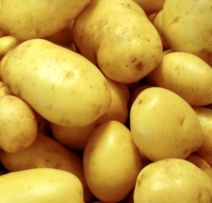 Зекура картофель характеристика. Картофель Зекура. Семенной картофель. Семенной картофель Метеор. Семена картофеля для торфяного грунта.
