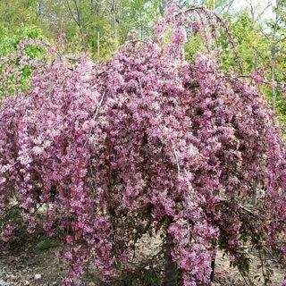 Яблоня Плакучая Роялти