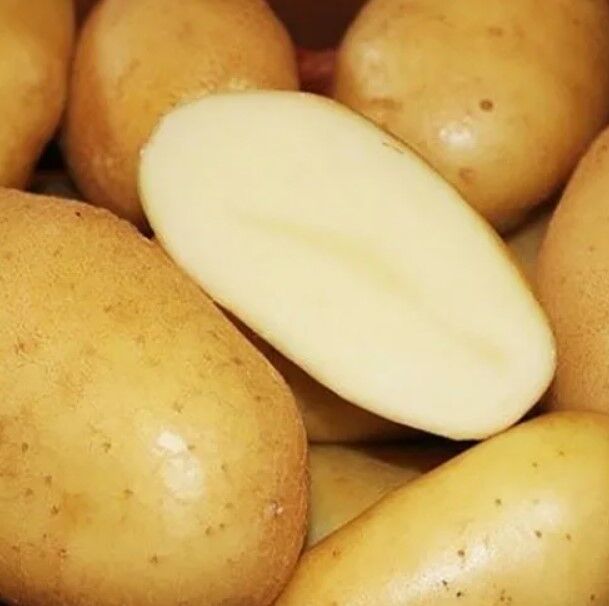 Крепыш картофель характеристика отзывы. Картофель Крепыш. Семенной картофель Крепыш. Крепыш сорт картошки. Картофель семенной Крепыш с/элита.