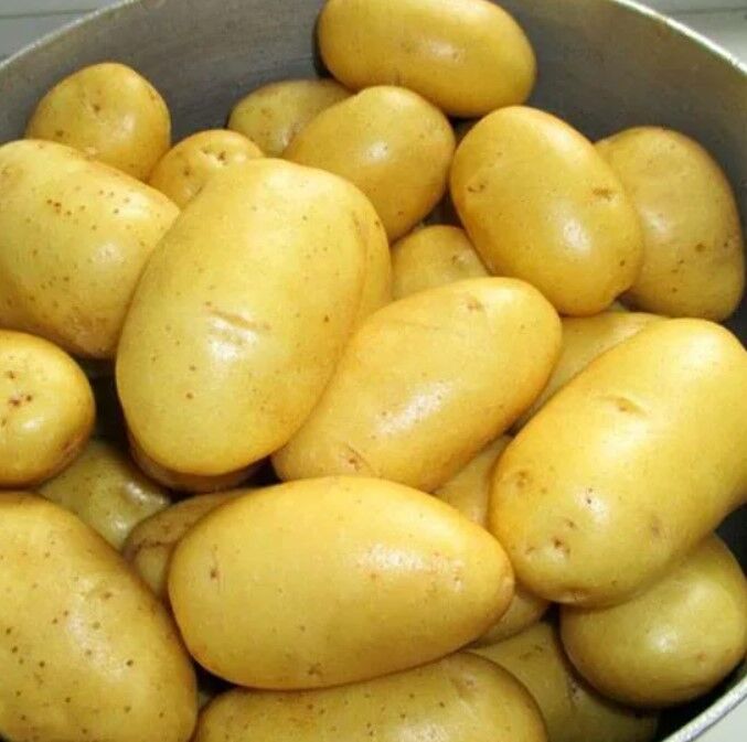 Желтые цветы картошка
