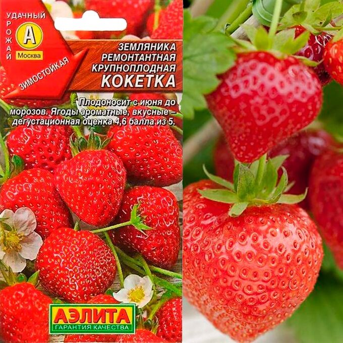 Саженцы Земляника Кокетка ремонтантная крупнопл.  А