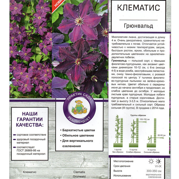 Клематис грюнвальд фото и описание сорта Клематис Грюнвальд крупноцвет (Поиск) 1шт (в коробке) 3гр обрез. Семена многолет