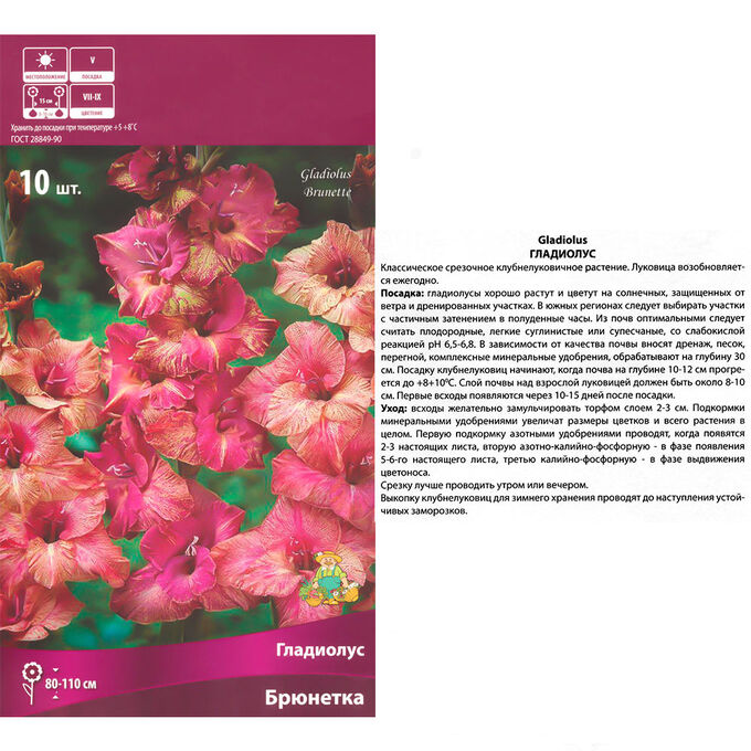 Гладиолус Брюнетка (Поиск) (уп-10шт) меланж розового и кремового цветов, h-110см