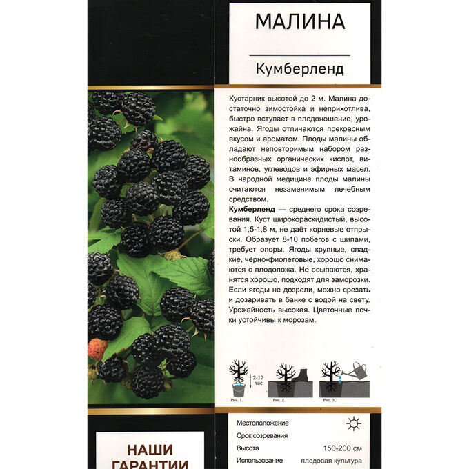 Кумберленд описание сорта фото отзывы Малина Кумберленд перспективный (Поиск) 1шт (в коробке) средний. Цветы весенней 