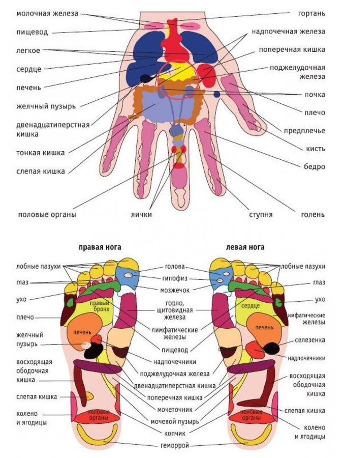 Активные точки на ладонях отвечающие за органы человека схема