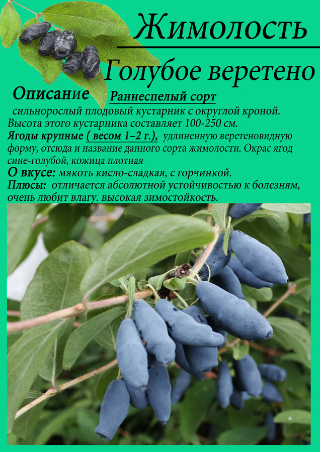 Как выглядит растение жимолость фото и описание Жимолость "Голубое веретено" Саженцы 550-580 р. Плодово-ягодные луковицы, рассад
