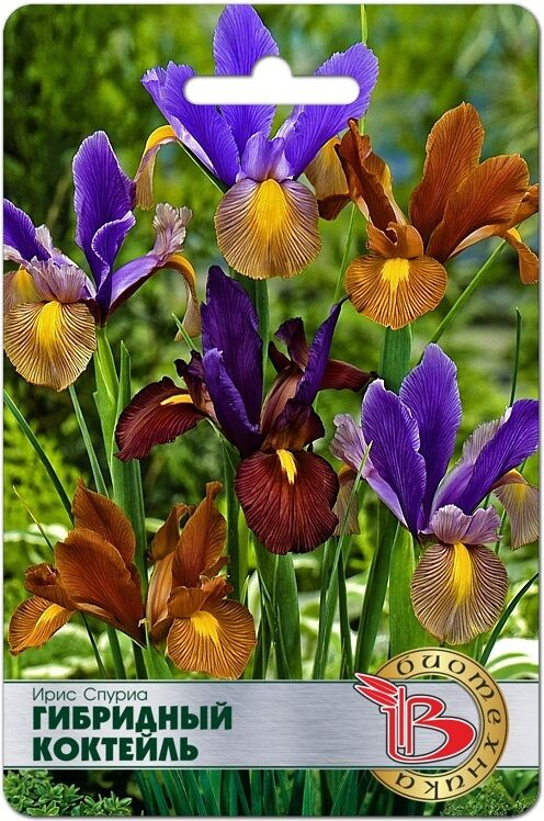 БиоТехника Ирис Спуриа Гибридный Коктейль 5 шт.Очень яркая смесь разнообразных расцветок. Растения высотой 3540 см, цветы диаметром 1015 см, лепестки волнистые.