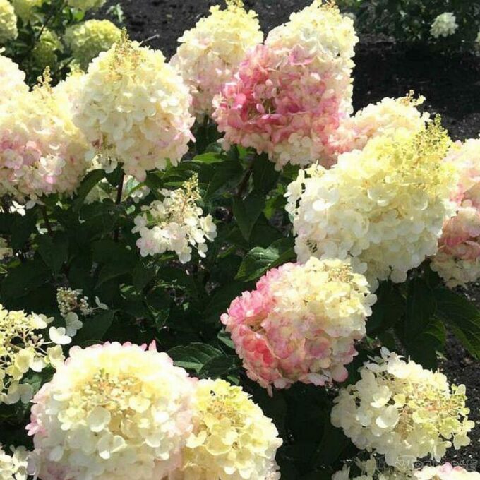 Питомник "Приморский" Гортензия метельчатая Little Blossom Литл Блоссом