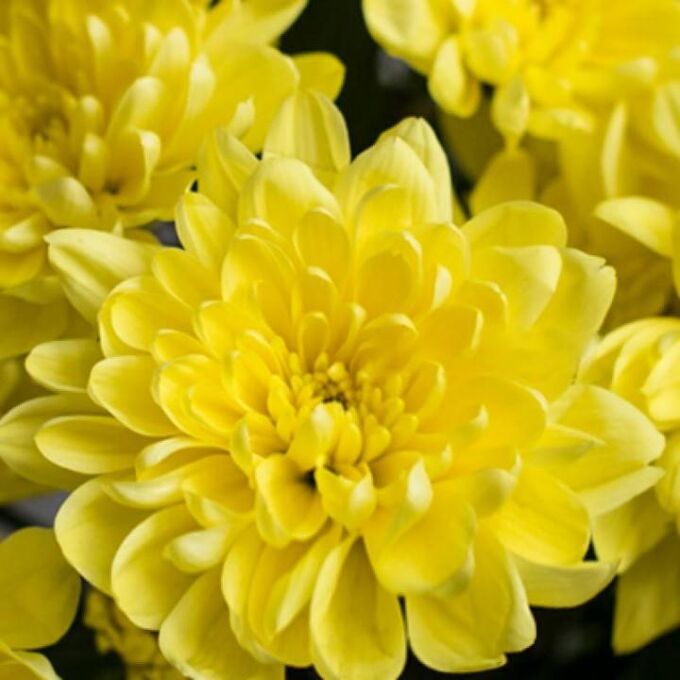 Baltica Yellow Балтика Хризантема
