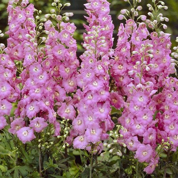 Дельфиниум Мэджик Фонтейн Лилак Пинк Вайт Би | Рассада цветов ...