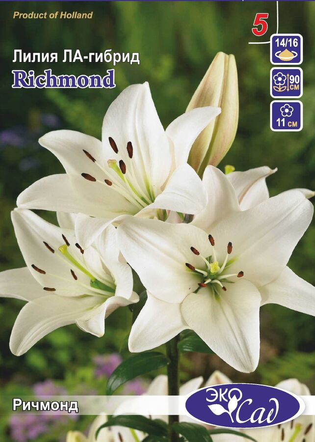 Photo Lily Richmond About-garden.com