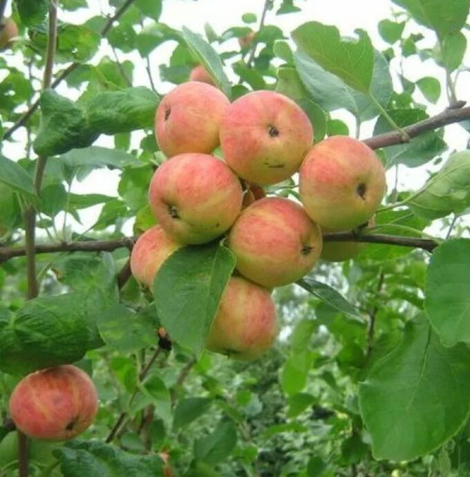 Сорт яблони корей фото и описание сорта