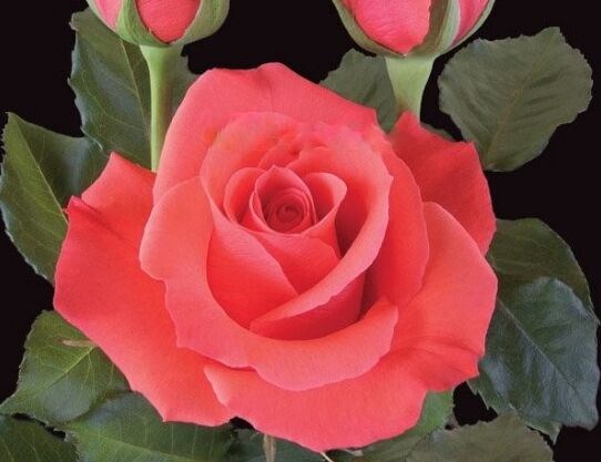 Роза чайно-гибридная Софи Лорен 1 шт Чайно-гибридные розы. Декоративноцветущие л