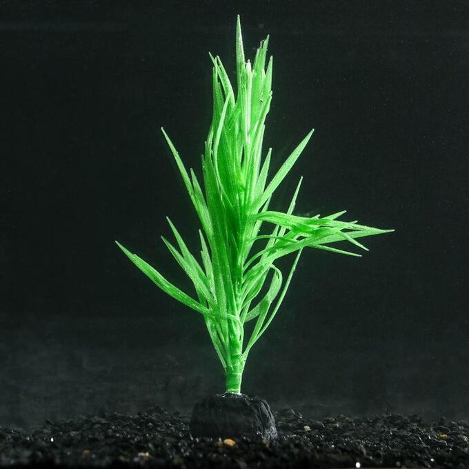СИМА-ЛЕНД Растение силиконовое аквариумное, светящееся в темноте, 7 х 12,5 см, зелёное