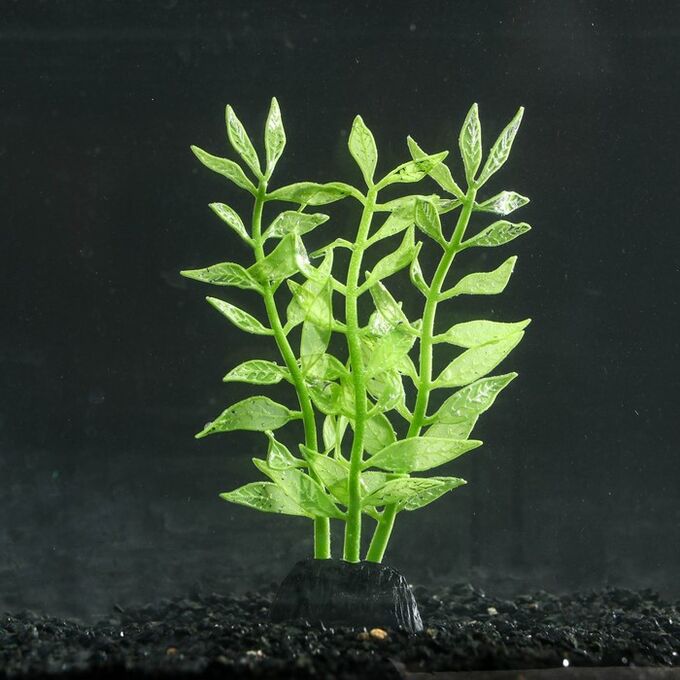 СИМА-ЛЕНД Растение силиконовое аквариумное, светящееся в темноте, 8 х 15 см, зелёное