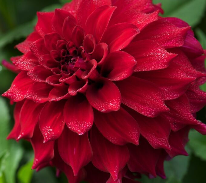 Петрофлора / Георгина декоративная Красно-бордовая крупная ...