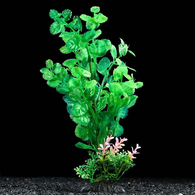 Цветок аква. Искусственные аквариумные растения. Писофака Сандерса растение.