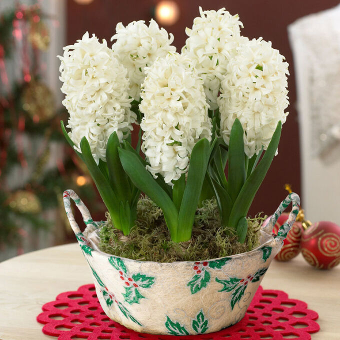 Гиацинт Top White