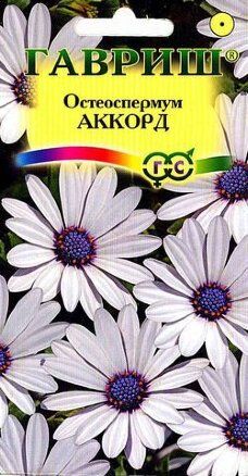 Русский огород Цветы Остеоспермум Аккорд белый 0,1г Гавриш
