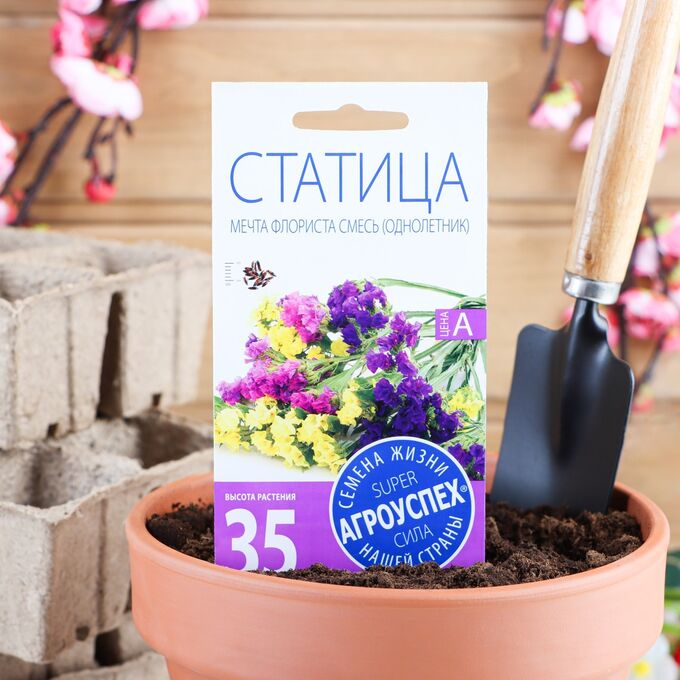 Статица мечта флориста