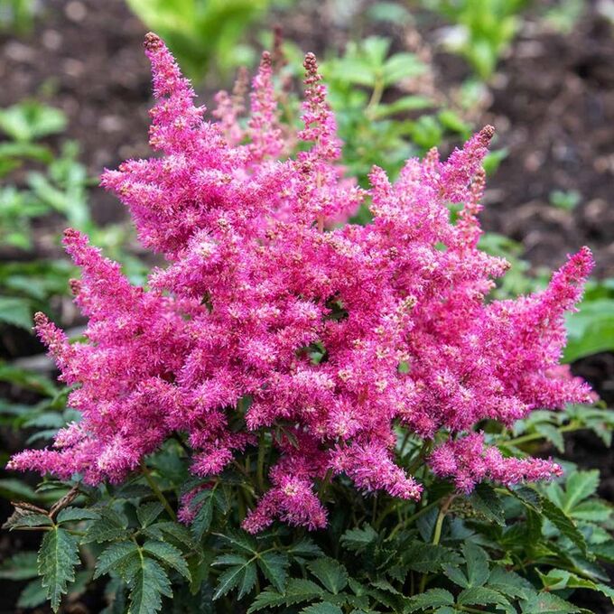 Астильба Silvery Pink