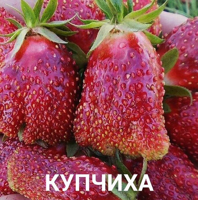 Саженец сорта Купчиха