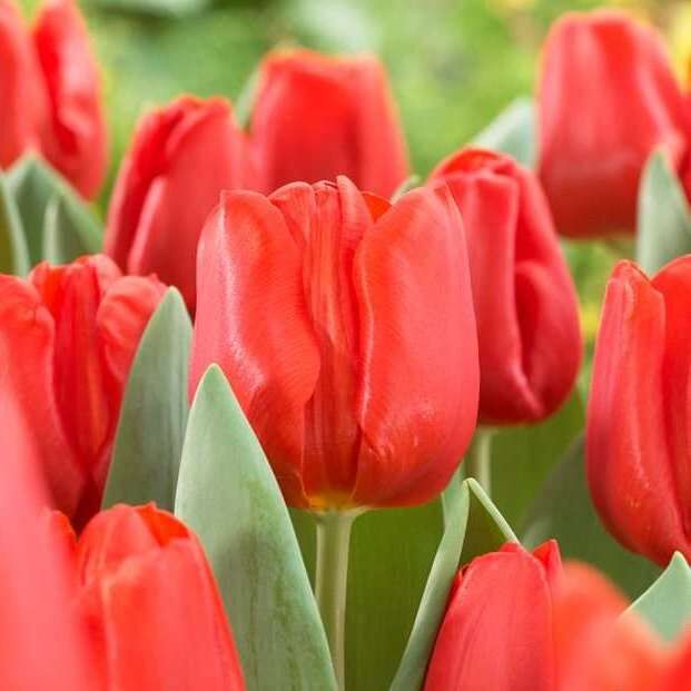 Голландские луковицы тюльпанов. Тюльпан триумф гранд вельвет. Тюльпан блашинг апельдорн. Большие луковицы тюльпанов. Лук тюльпан.