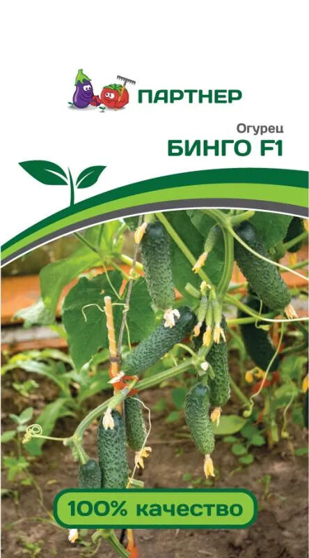 Семена Огурец партенокарпический Бинго F1 5 шт.
