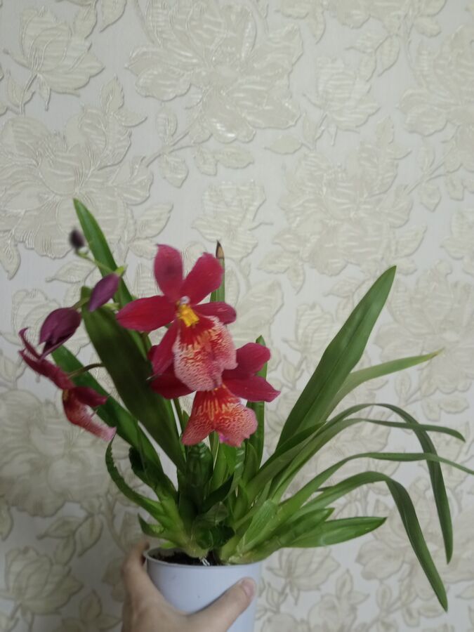 Дендрофаленопсис - орхидея во Владивостоке