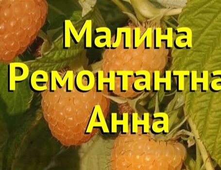 Анна малина фото