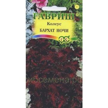 Семена для Сибири Колеус Бархат ночи (Гавр)